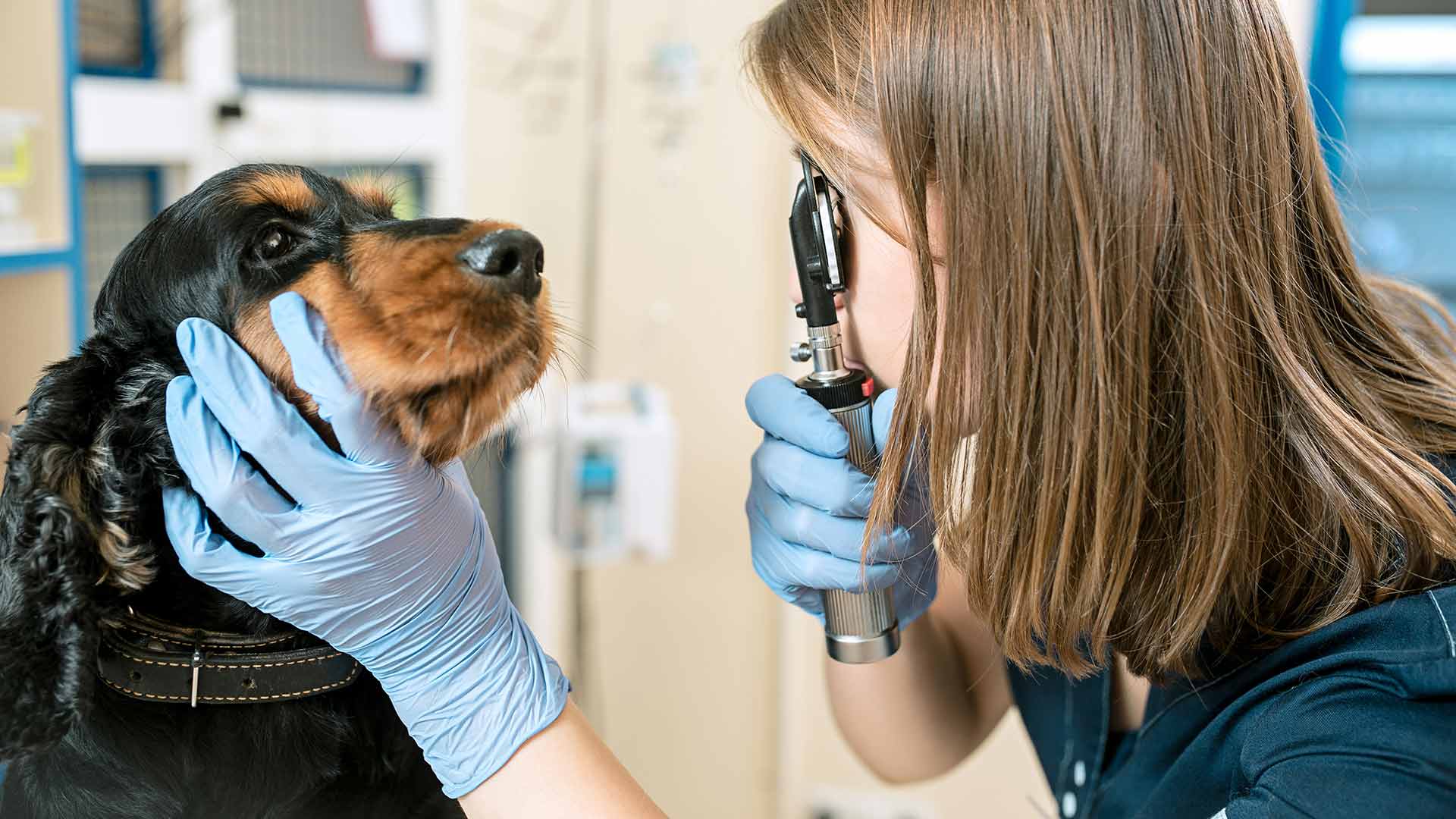 Seguros para mascotas con atención veterinaria y protección civil